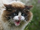 cat-289385.jpg