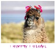 lady-lama-276463.jpg