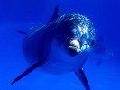 xxfrom-97775.jpg